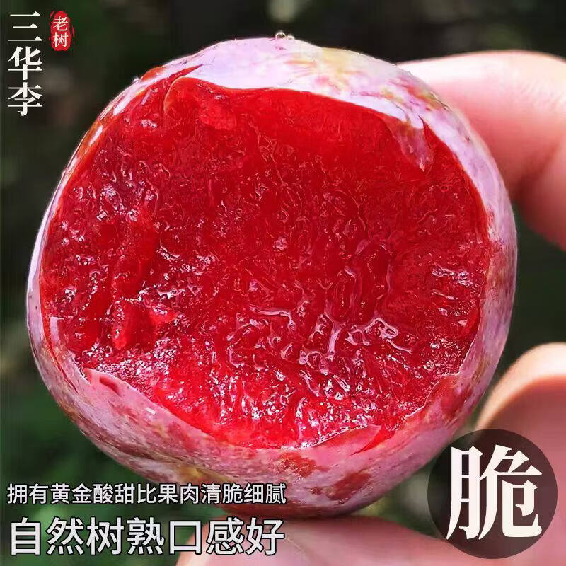 顶掌柜顺丰现货 5斤红心三华李新鲜李子水果当季樱脆甜桃孕妇整箱包邮大 2斤 70-90g 【顺丰/京东】商超大果丨肉厚核小