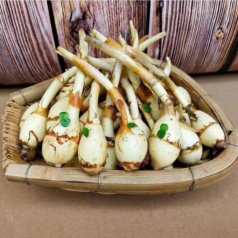 湖北特产慈姑新鲜现挖农家自种白茨菰马蹄大茨菇燕尾草芽菇 5斤