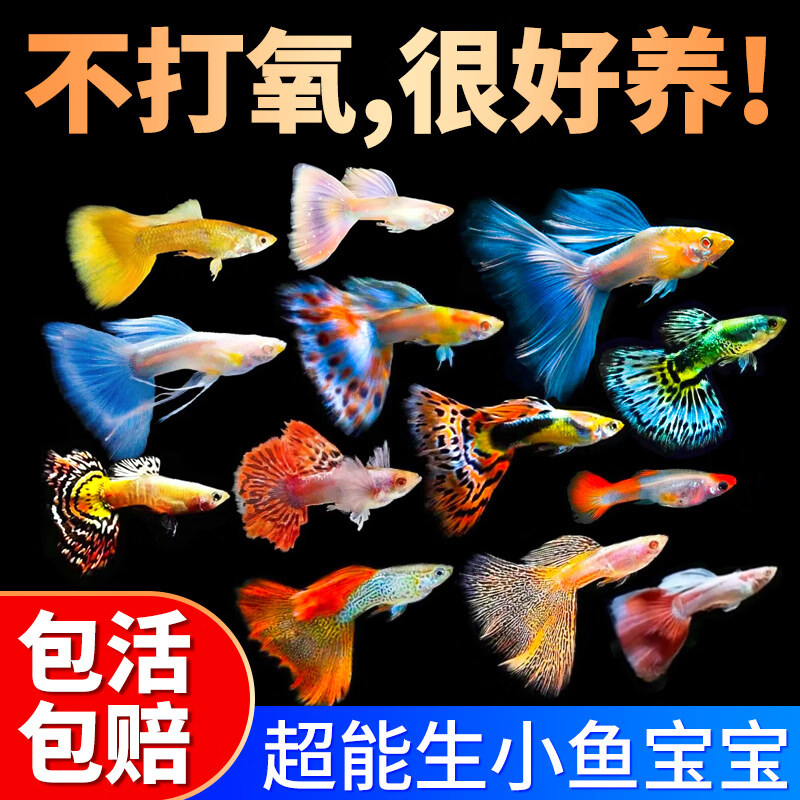 全红孔雀鱼观赏鱼可繁殖冰蓝怀孕母鱼小型皮实好养热带鱼金鱼小鱼 【2-3cm】特惠随机孔雀鱼 12条+送4备损