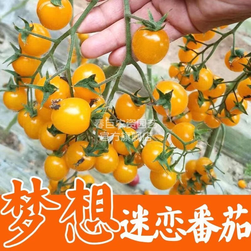 0.512元抢金玲珑小黄番茄苗！带土球发货，四季盆栽超好养