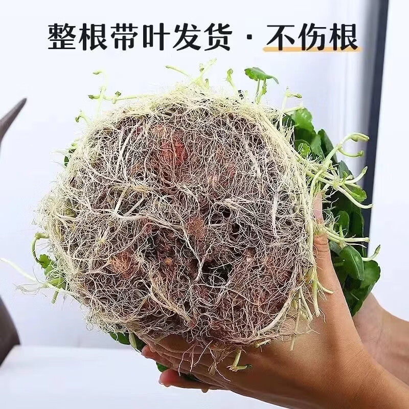 铜钱草招财水培植物办公室桌面盆栽金钱草花卉室内水养绿植吸甲醛 铜钱草【水培土培都可以】 铜钱草带土带叶251-300根+营养液