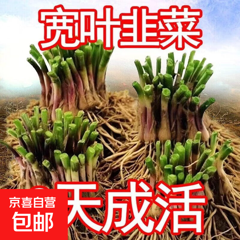 现挖四季带土韭菜根苗紫根红根大叶宽叶农家老品种阳台盆栽蔬菜苗 【包成活】紫韭菜粗根200棵【浇水疯长】当季新苗