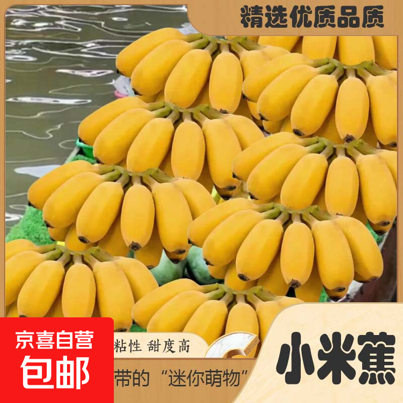 正宗广西小米蕉新鲜香蕉当季新鲜水果优选品质现采现发一整箱包邮 小米蕉2斤带箱
