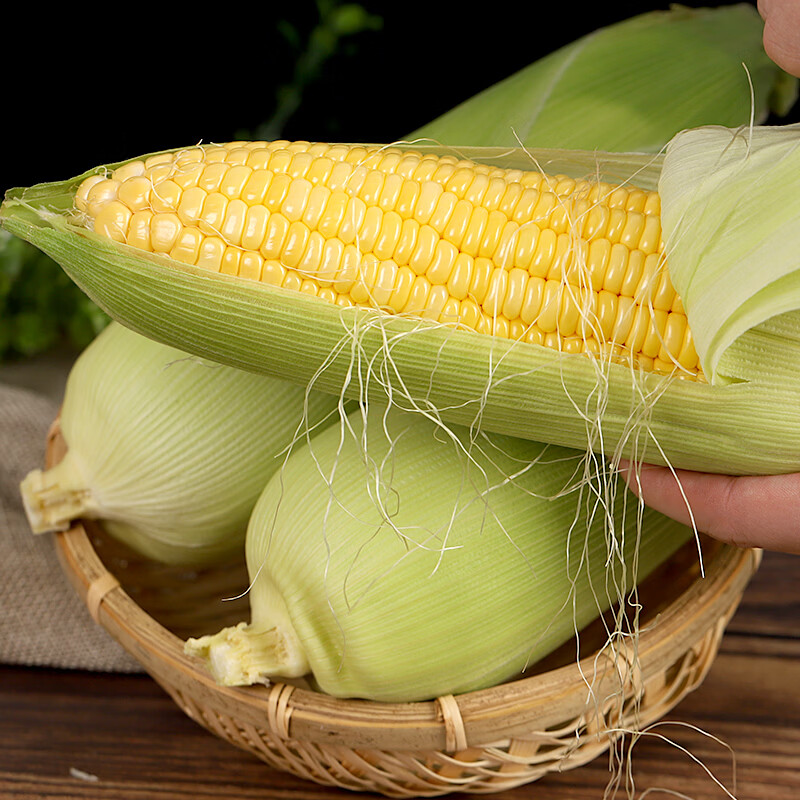 言片光云南水果玉米甜玉米新鲜采摘生玉米带壳玉米黄玉米 净重4.6+ 【约5-8根】 