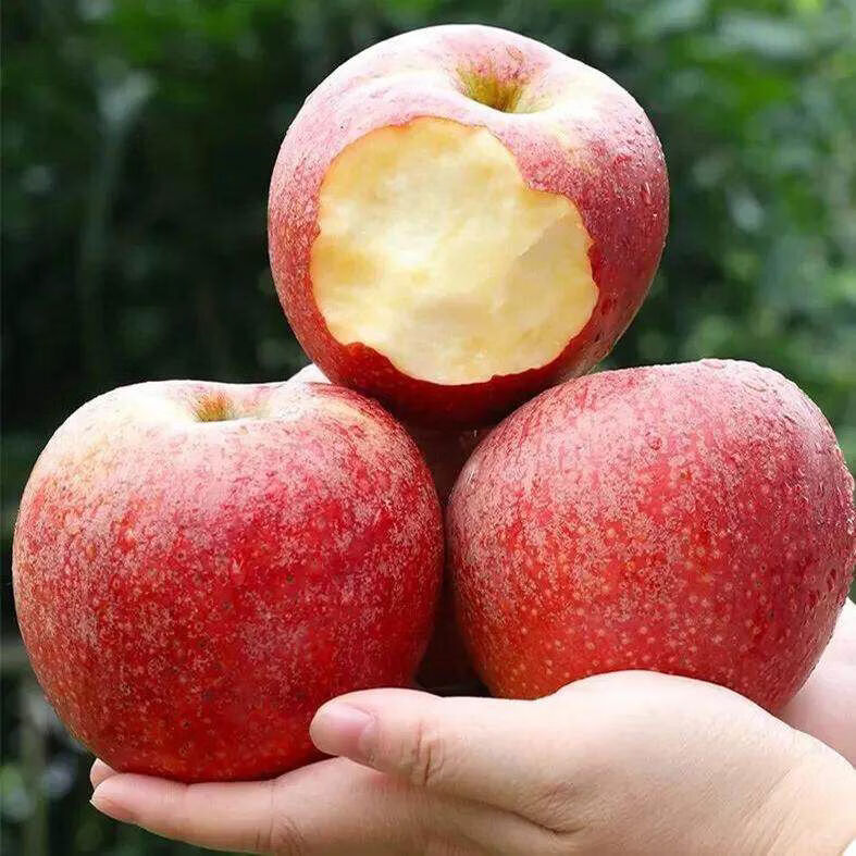 陕秦冠粉面苹果鲜老人小孩婴儿宝宝刮果泥吃喜欢吃的10斤整箱 1罐箱 75mm80mm4点55斤中果装约12个