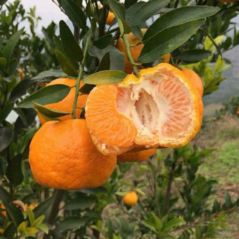 uncle lemon四川芦柑椪柑橘子新鲜柑橘老树品种带籽应当季孕妇水果新鲜现摘 中果(60-65g) 5斤