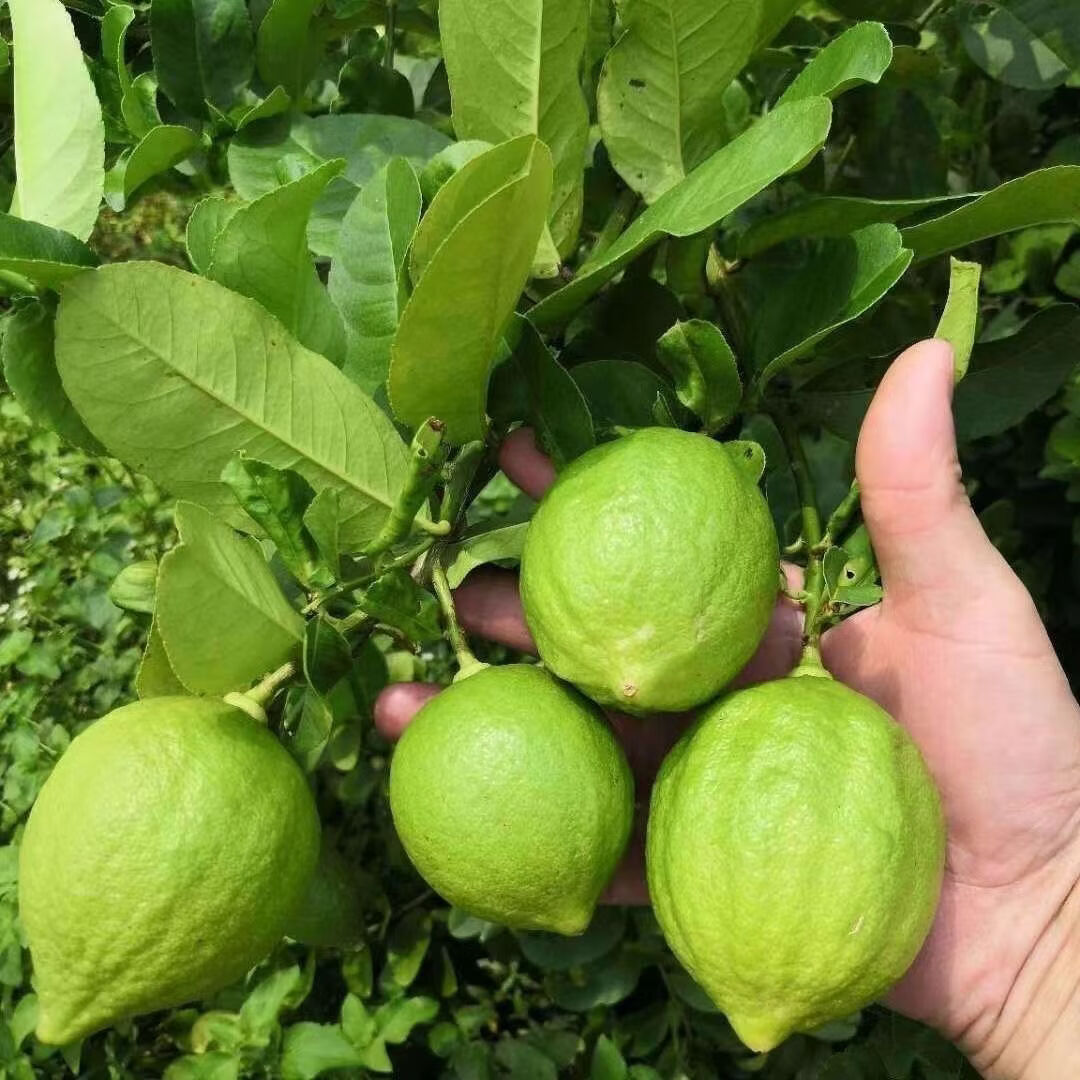 正宗广东香水柠檬应季新鲜水果无籽多汁奶茶店必备一级现摘青柠檬 5斤(15-26个一级果)