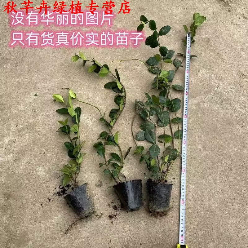秋芊卉笔尖茉莉花盆栽室内花卉观花植物四季好养开花不断香水茉莉绿植 风车茉莉90-100CM高一颗 原土发货