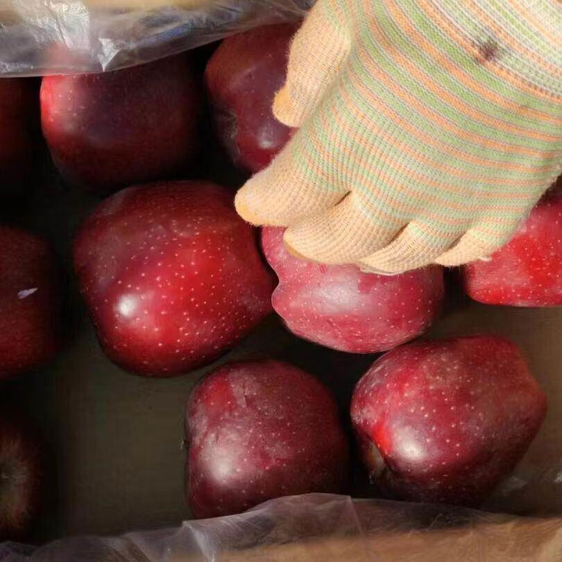 鲜甘肃水牛苹果元帅软糯沙粉面香甜红果蛇老人孕妇应季水果 4点5斤 70mm含75mm不含