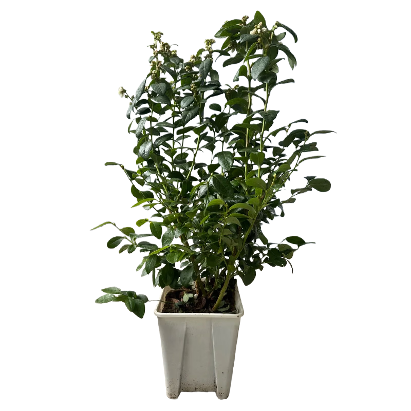 ���ڲ�����������ݮ���������Գ�������ֲˮ����÷������������ͺ��ͺ������ļ� ���콢�L25��ݮ�����磩Լ40cm 17.66Ԫ