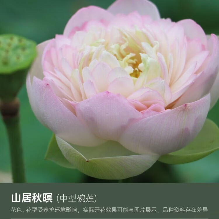 海蒂的花园旗舰店碗莲种藕苗水培植物莲花荷花苗庭院花卉盆栽裸藕好养易活 不二碗莲山居秋暝裸藕