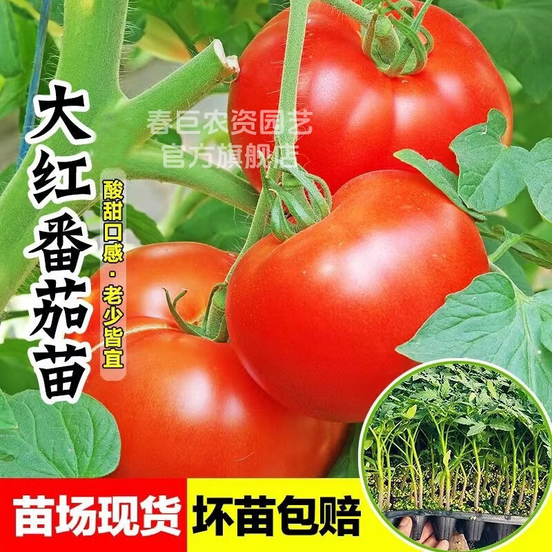 春巨大粉西红柿苗带土秧苗老品种沙瓤口感番茄苗四季阳台盆栽菜园种植 老品种【大粉番茄苗】 18株穴盘苗【带土球发货】