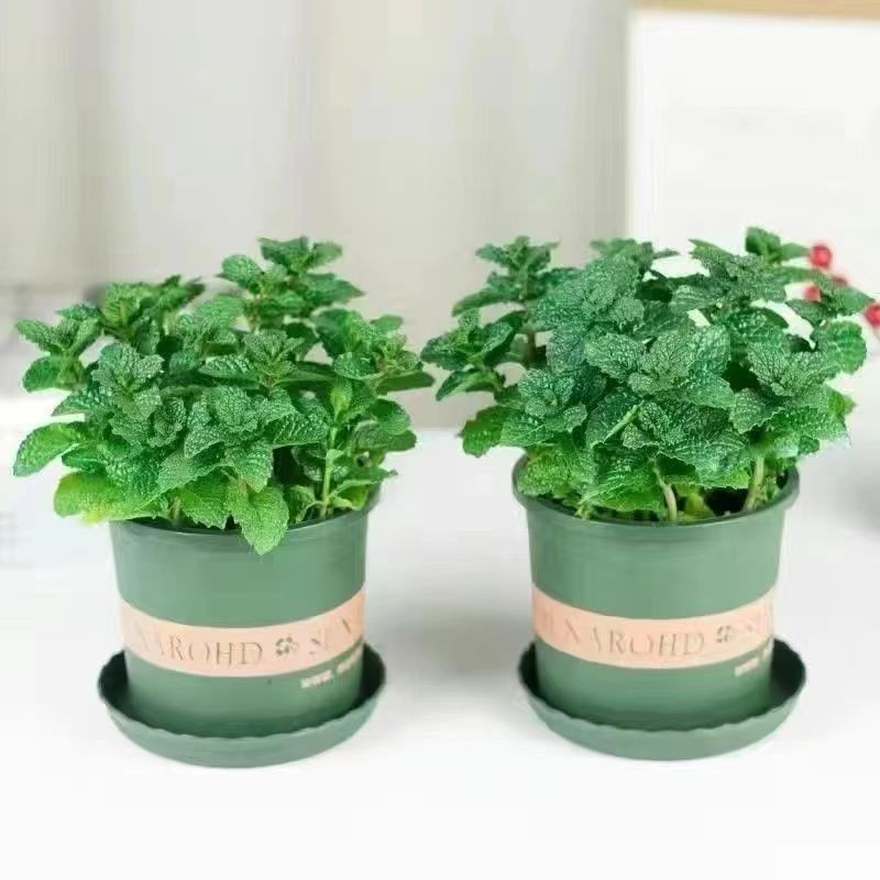 新鲜可食用薄荷盆栽泡茶四季常青好养易活薄荷叶苗阳台驱蚊绿植物 发2盆薄荷＋2个加仑盆 精选食用薄荷苗整体10-15高哦
