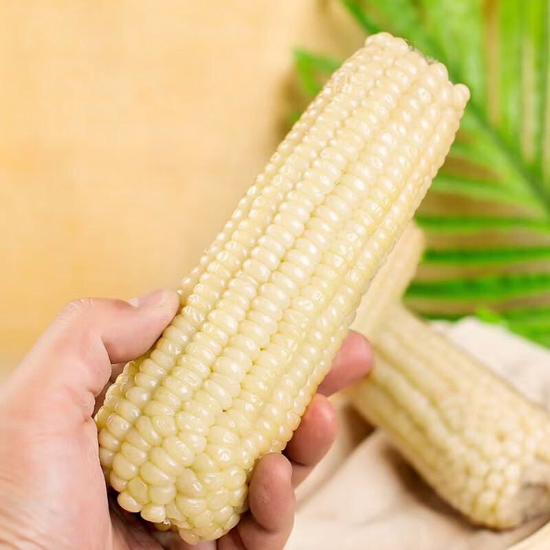 芸芸致实甜加糯东北白糯玉米农科糯336品种280-330g非转基因玉米棒粗粮 十棒