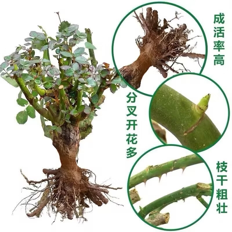 玫瑰花老桩盆栽四季开花浓香型室外花卉月季花苗阳台庭院耐寒植物 三颗