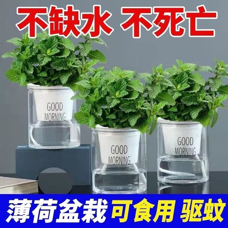 新鲜可食用薄荷盆栽泡茶四季常青好养易活薄荷叶苗阳台驱蚊绿植物 发2盆薄荷＋2个加仑盆 精选食用薄荷苗整体10-15高哦