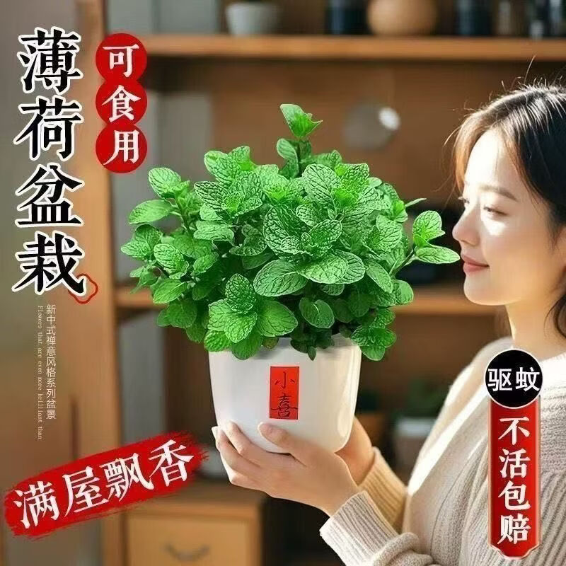 新鲜可食用薄荷盆栽泡茶四季常青好养易活薄荷叶苗阳台驱蚊绿植物 发2盆薄荷＋2个加仑盆 精选食用薄荷苗整体10-15高哦