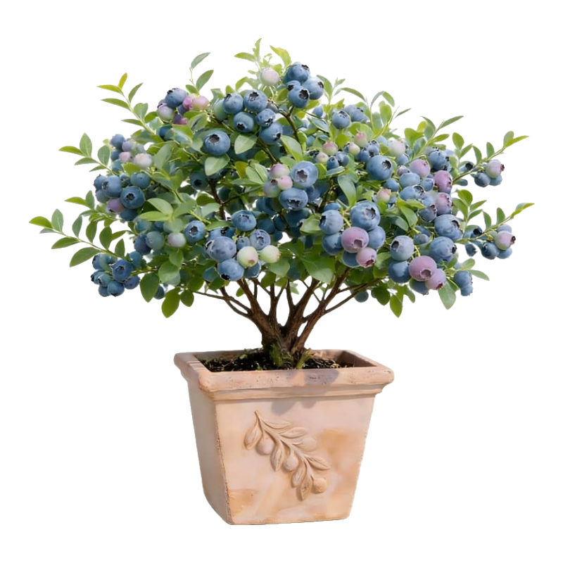 ���ٵĻ�԰ ��ݮ�������Թ��� ���������� ������������ħ��17cm�� 13.16Ԫ