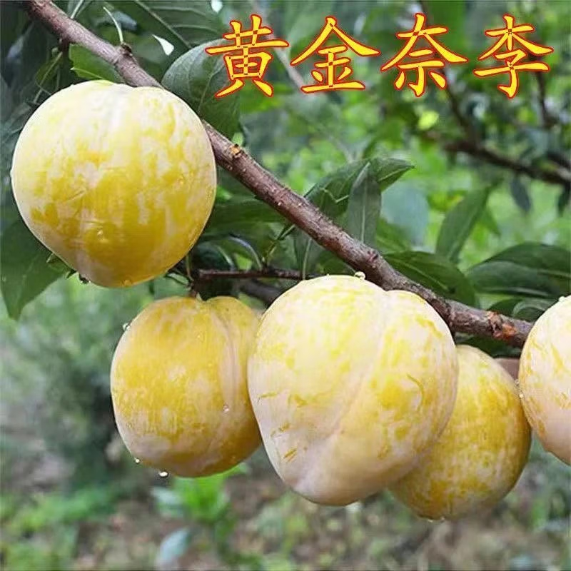广东韶关乐昌九峰山特大黄金奈李恐龙蛋新鲜水果青红甜脆脱骨李子 中果 10斤礼盒