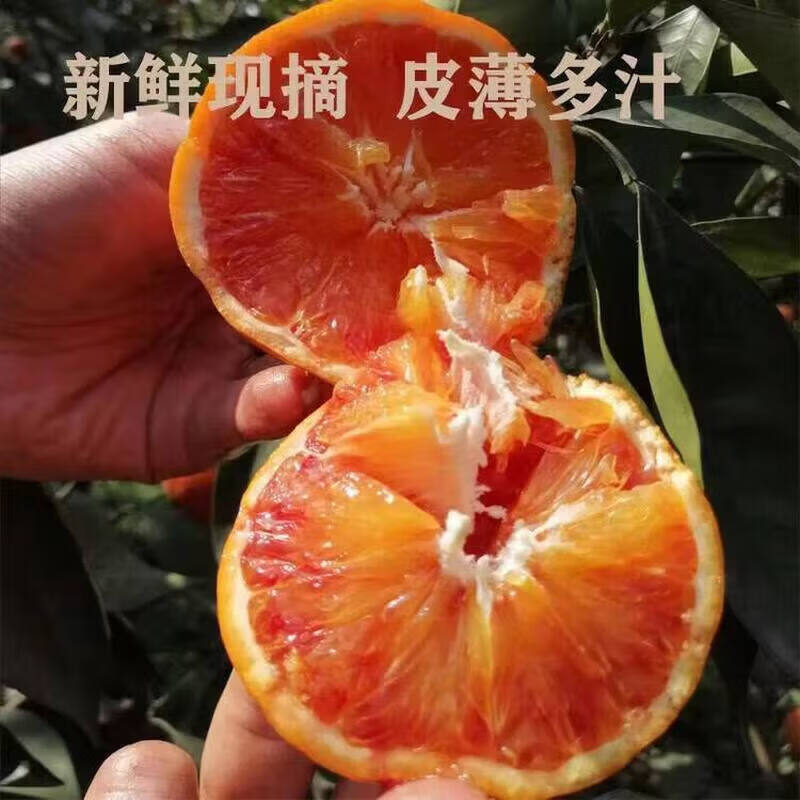 京农超现摘果冻血橙甜橙子当季新鲜孕妇水果红橙子塔罗科血橙橘桔子整箱 精品装5斤净重4.5斤【大果65-70mm】