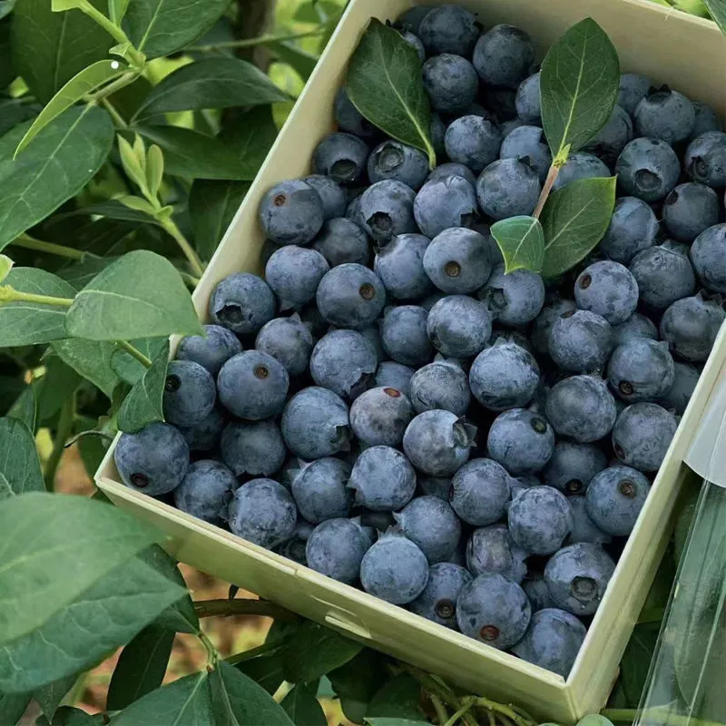 涨金云南蓝莓 100g-120g/盒B 2盒 12mm+（京东空运发货）