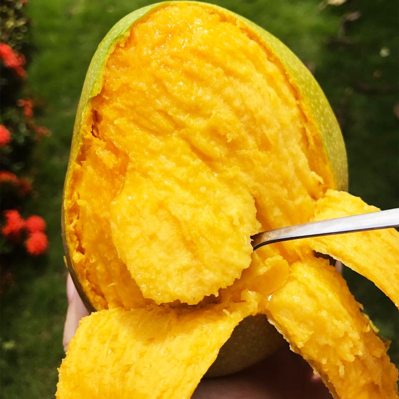 海南三亚新鲜大澳芒