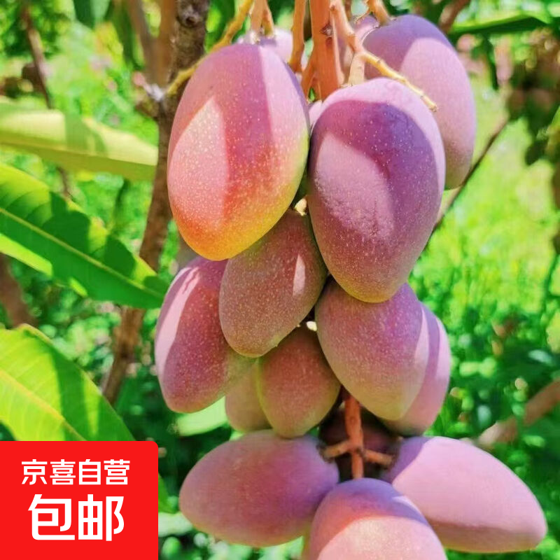 产地直发海南贵妃芒果新鲜当季热带水果整箱批发 2斤装单果100克+净重1.7斤