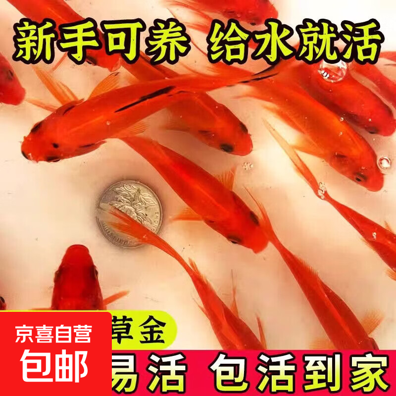 日本纯种锦鲤精品大型昭和红白三色丹顶黄金锦鲤池进口庭院观赏鱼 4-6cm草金一条 当地气温【高】于0度选这个【正常发货】