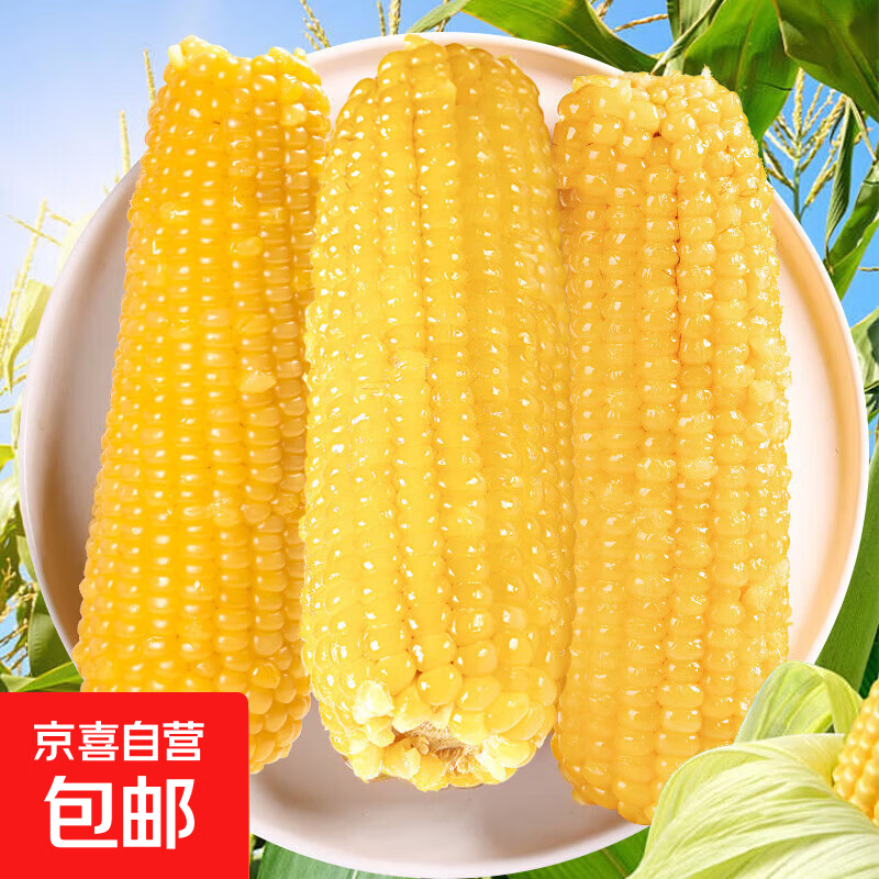 甜糯黄玉米 黄糯玉米真空包装新玉米黄糯粘玉米糯玉米 甜糯黄玉米1棒 单棒均重>180g