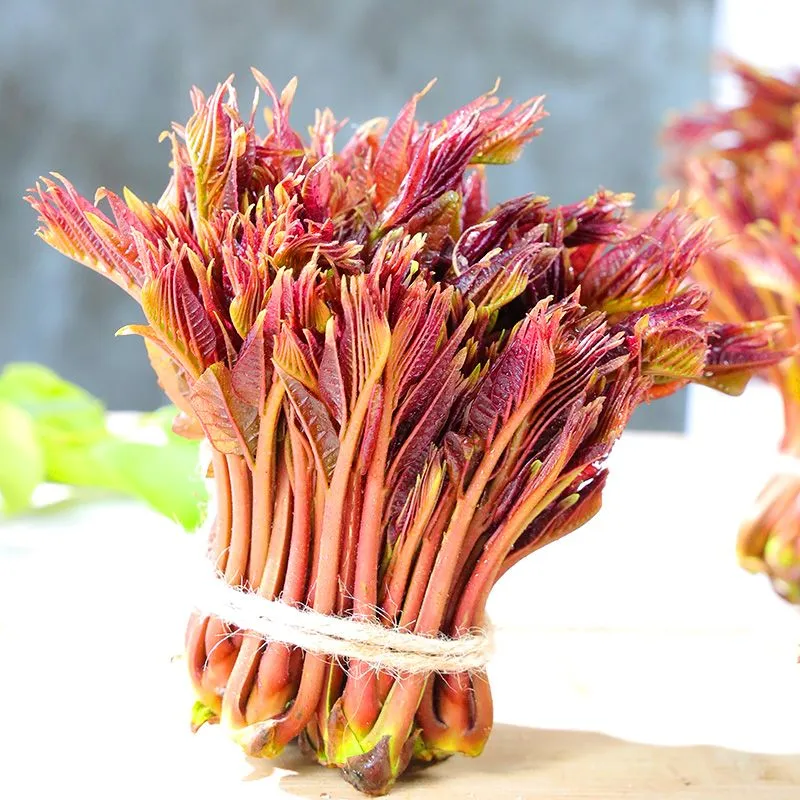 野生香椿芽嫩芽现摘新鲜头茬四川特产正宗香椿头露天春芽应季蔬菜 高效冰袋保鲜(比大棚香椿香9倍 2斤