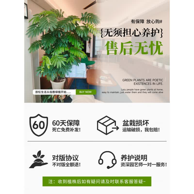 GOODFRU精选密叶猴耳环日本进口室内阳台观叶网红盆栽常青耐阴好养绿植 实惠款【密叶猴耳环40cm】简易盆 带简易生产盆