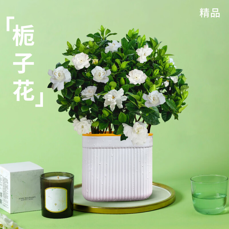 ToSpring ���ӻ����� С�� ������ˮ�� ������ ������̨ˮ����ֲ 19.9Ԫ