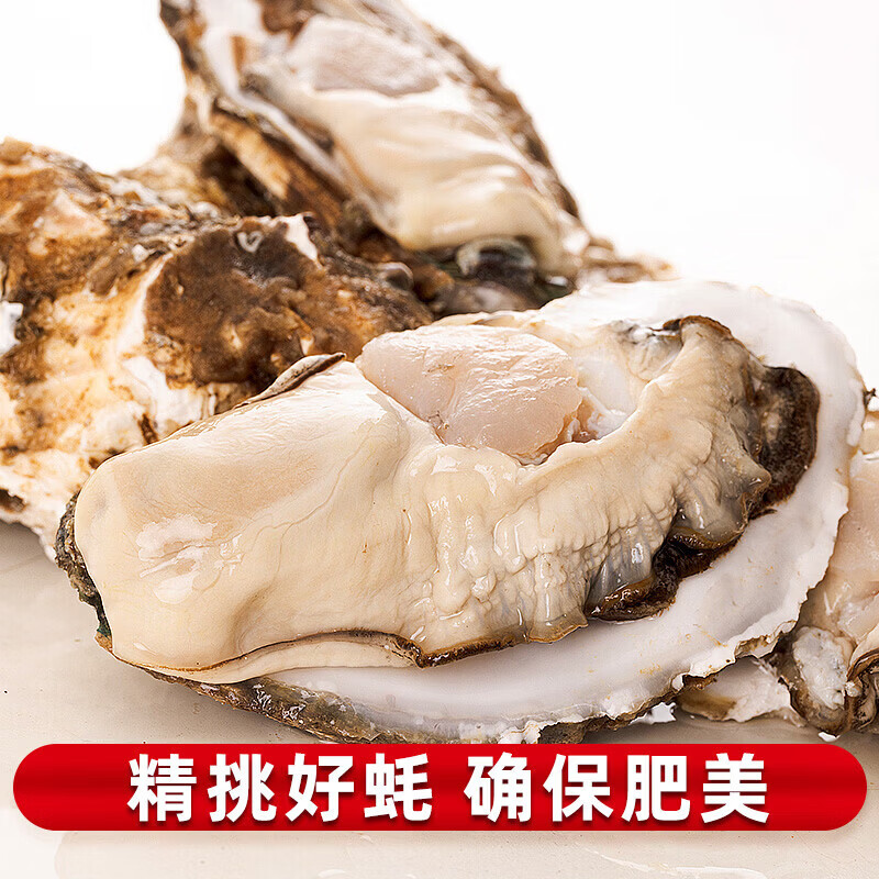 鲜活乳山生蚝新鲜正宗乳山牡蛎海蛎鲜活牡蛎海鲜贝类净重5斤/10斤 3XL中蚝(7-15只)净重5斤