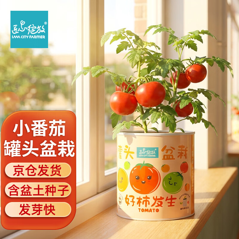 IAM City Farmer番茄罐头盆栽儿童种植小盆栽幼儿园植物绿植观察种植作业10061