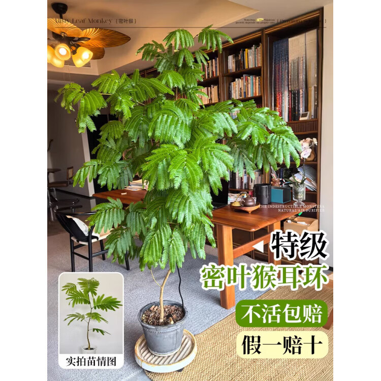 GOODFRU精选密叶猴耳环日本进口室内阳台观叶网红盆栽常青耐阴好养绿植 实惠款【密叶猴耳环40cm】简易盆 带简易生产盆