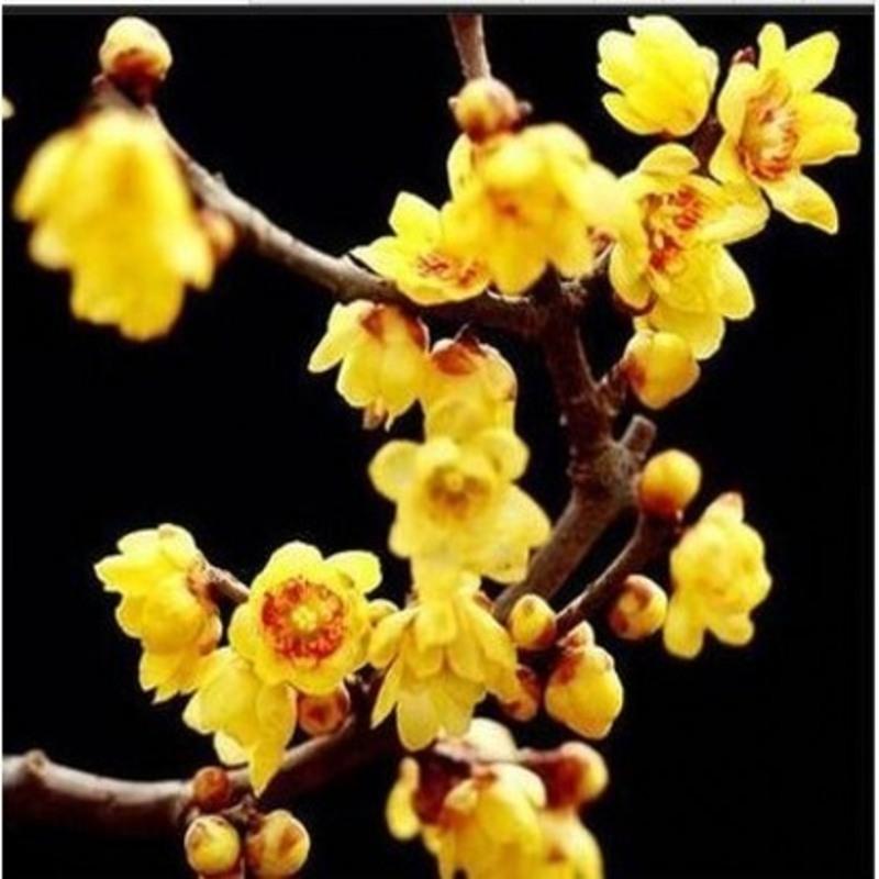 龙辰语梅花盆景树桩梅花树苗腊梅苗红梅绿梅乌梅花苗盆栽美人梅花苗梅 红心腊梅 4公分粗庭院种植