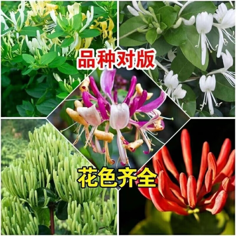 【四季开花】金银花老桩正宗名贵花可食用庭院阳台绿植四季好养 15年四季金银花1棵(粗8-10公分)