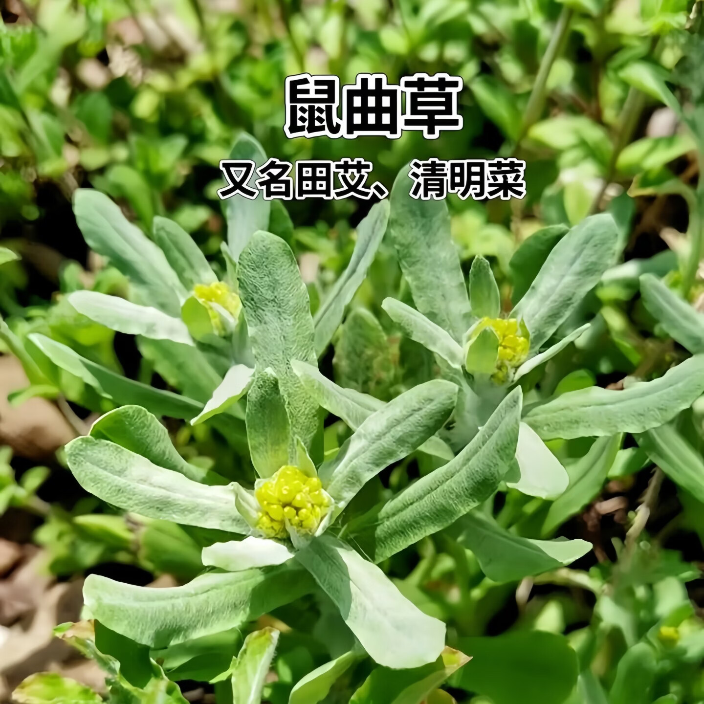 炎之梦®湖南鼠曲草清明菜鼠耳草黄花白艾田艾草糍粑青团原料新鲜现摘 白艾(鼠曲草) 500g