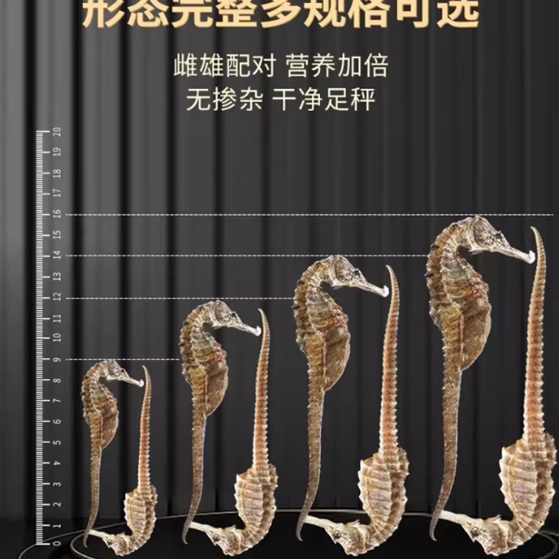 大海马干货公母配对海龙海马干增炖中煲汤药材正品泡酒送四物汤 尊享海马礼盒装5对10条 15g*1盒 送四物汤搭配最佳