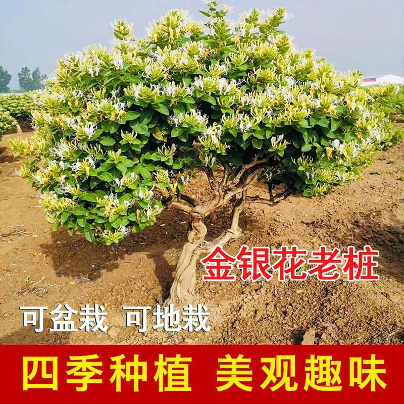 【四季开花】金银花老桩正宗名贵花可食用庭院阳台绿植四季好养 15年四季金银花1棵(粗8-10公分)