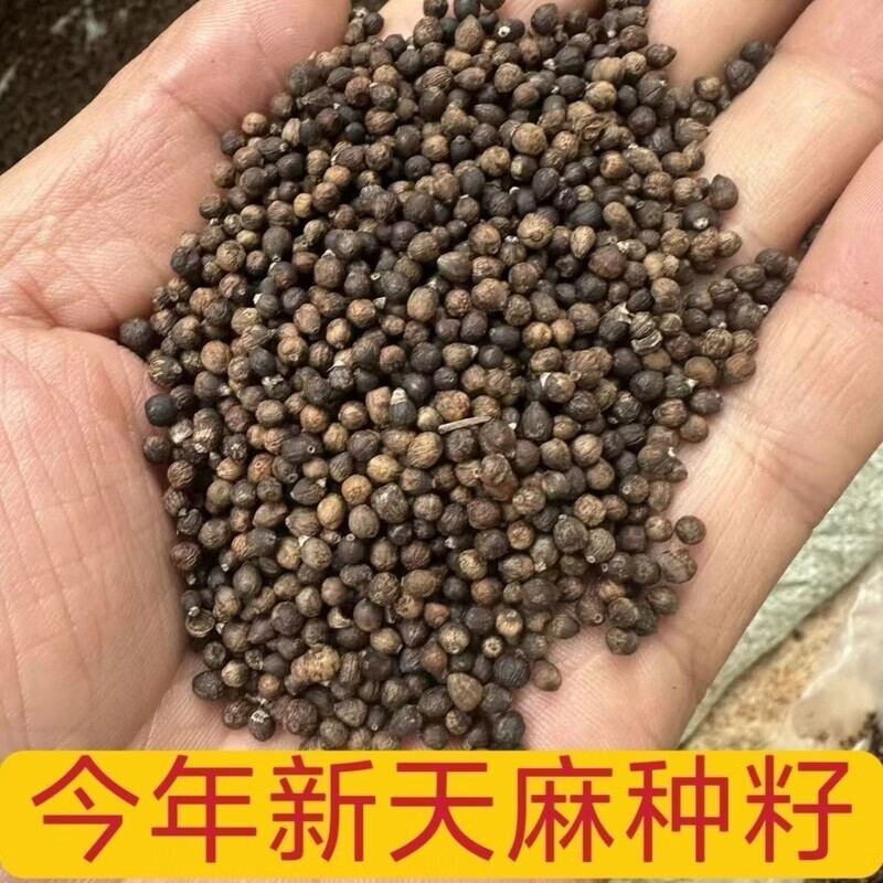 另善堂天麻种子正品高发芽率云南天麻种子秋冬种植高产种子 云南天麻种子 1mg*1罐 新籽【98粒】+肥