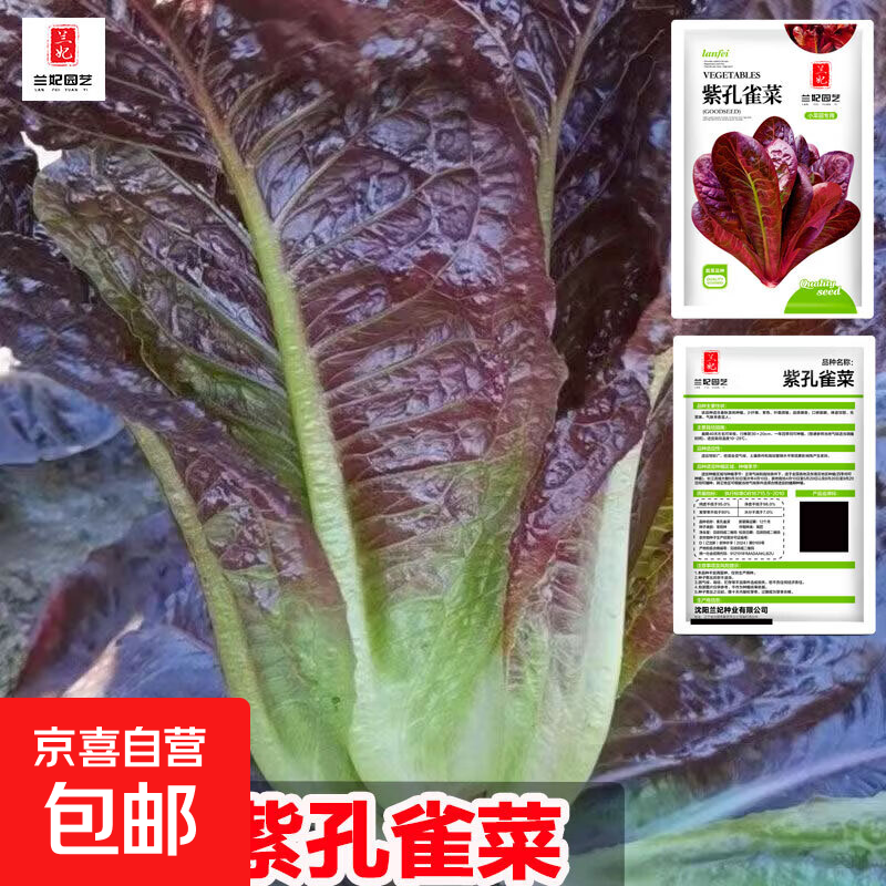 【新人专享】正宗紫孔雀菜种子紫罗马生菜包心生菜种籽四季种蔬菜 紫孔雀菜（约1000粒） 1袋