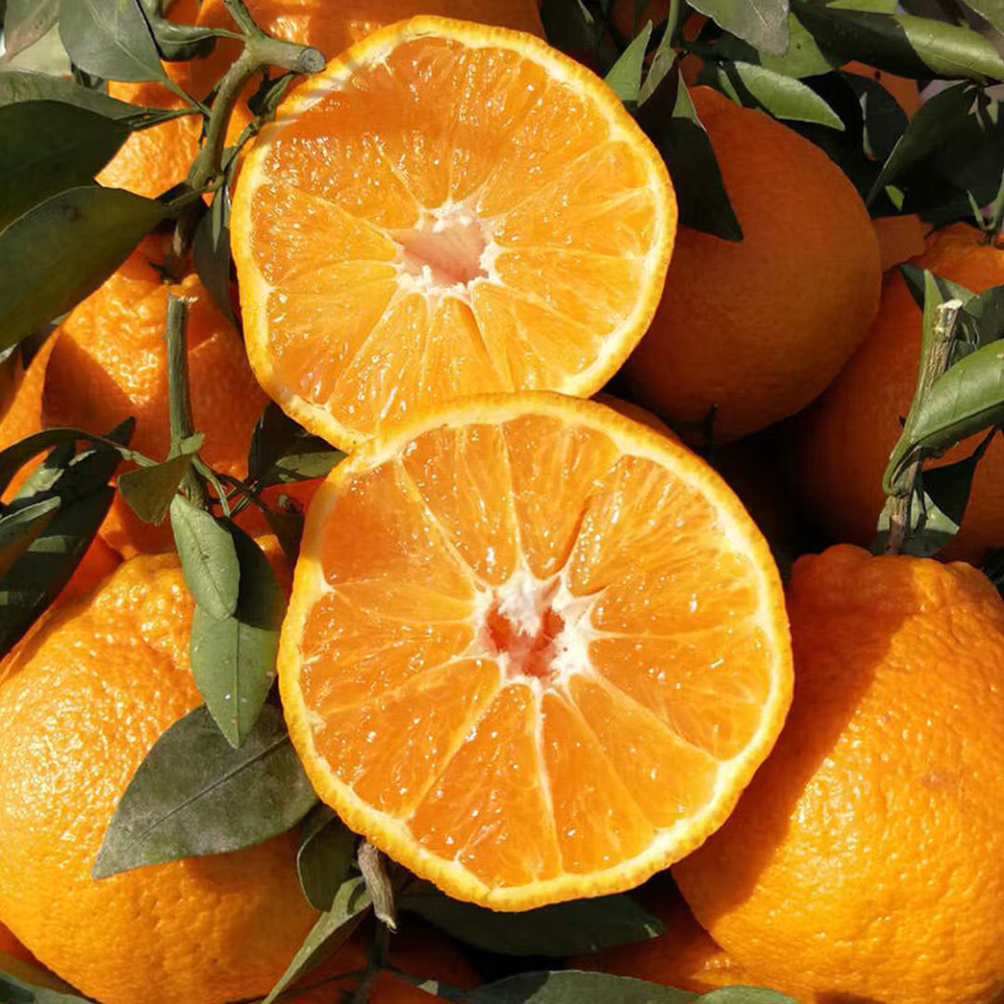 涨金四川丑橘不知火应季新鲜水果柑橘丑水果送礼彩箱B 精选带箱8.5-9斤【单果140g+】——净重8斤