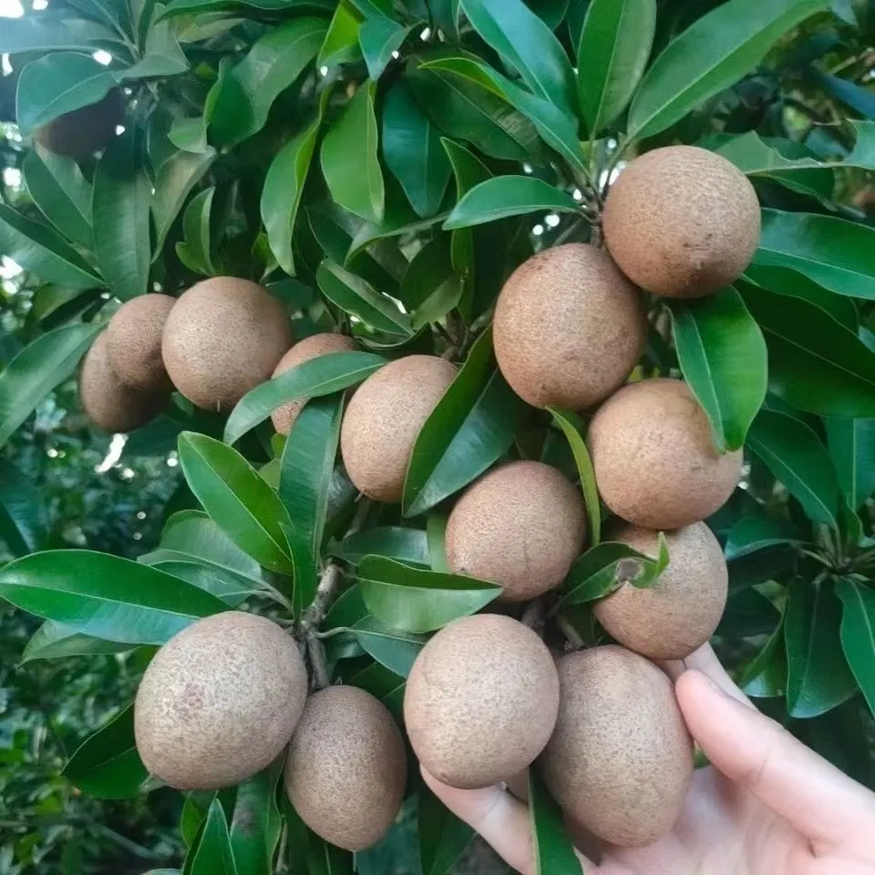 海南人心果人参果罕见水果养生圣果巨甜多汁老树现摘批发整箱包邮 精选大果 5斤 京东折扣/优惠券