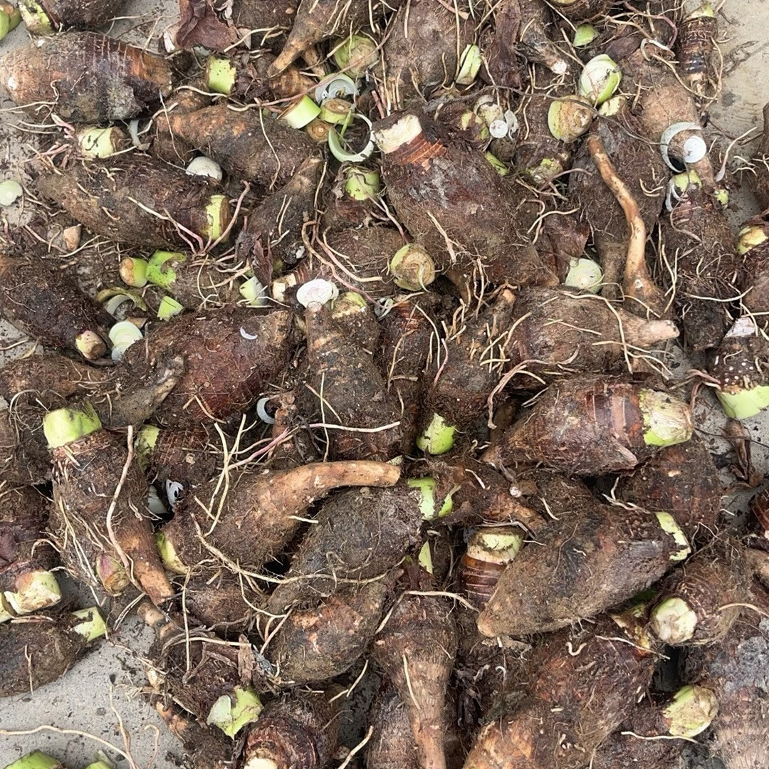 韶关乐昌张溪香芋炮弹芋头新鲜小芋头仔粉糯毛芋牛奶芋艿广东槟榔 10斤 3-8个一斤 新鲜挖带泥发货