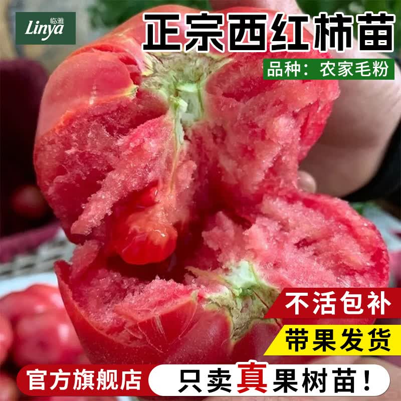 临雅西红柿苗秧普罗旺斯沙瓤矮生大番茄苗老品种蕃茄种孑子盆栽蔬菜苗 农家毛粉番茄6棵-沙瓤品种