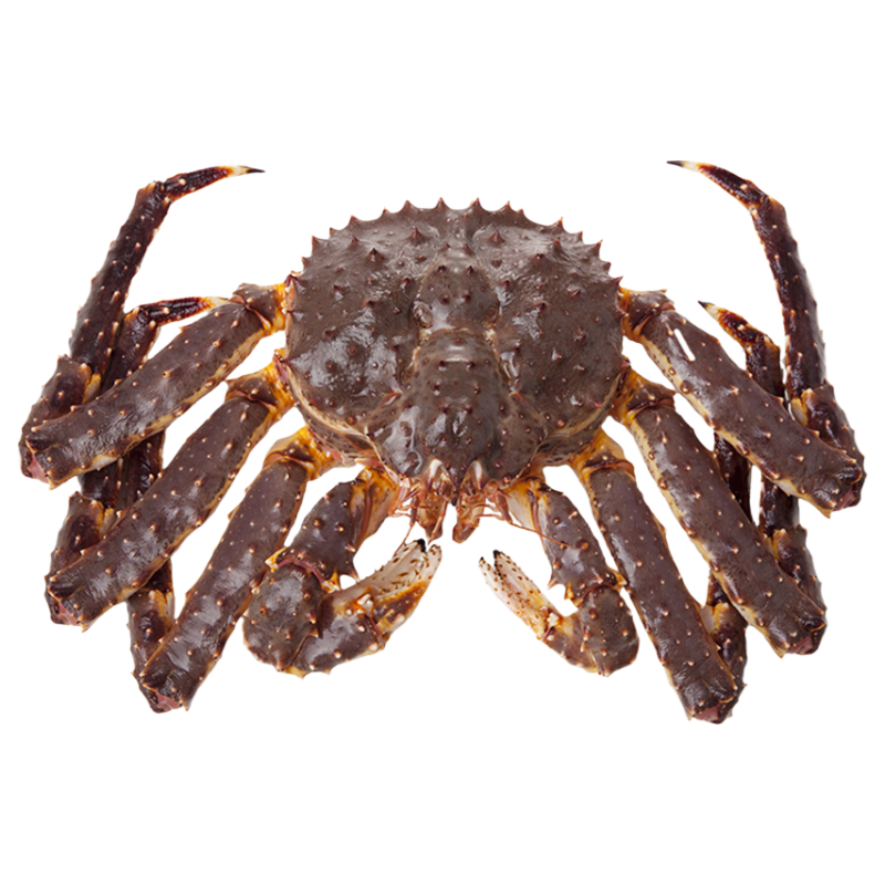 ����˹��������з 4-4.5�ﾻ�� ��������������