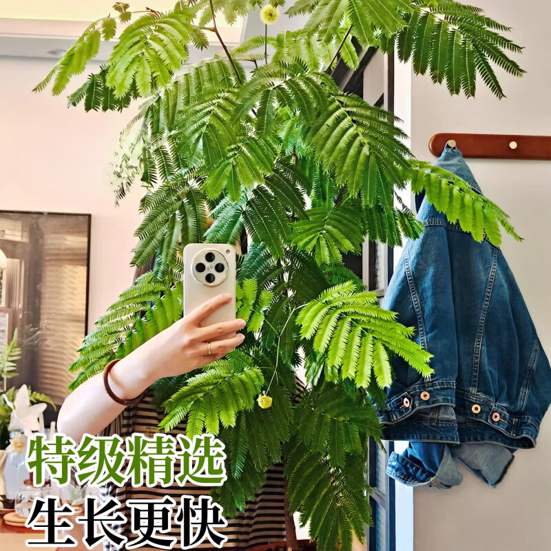 GOODFRU精选密叶猴耳环日本进口室内阳台观叶网红盆栽常青耐阴好养绿植 实惠款【密叶猴耳环40cm】简易盆 带简易生产盆