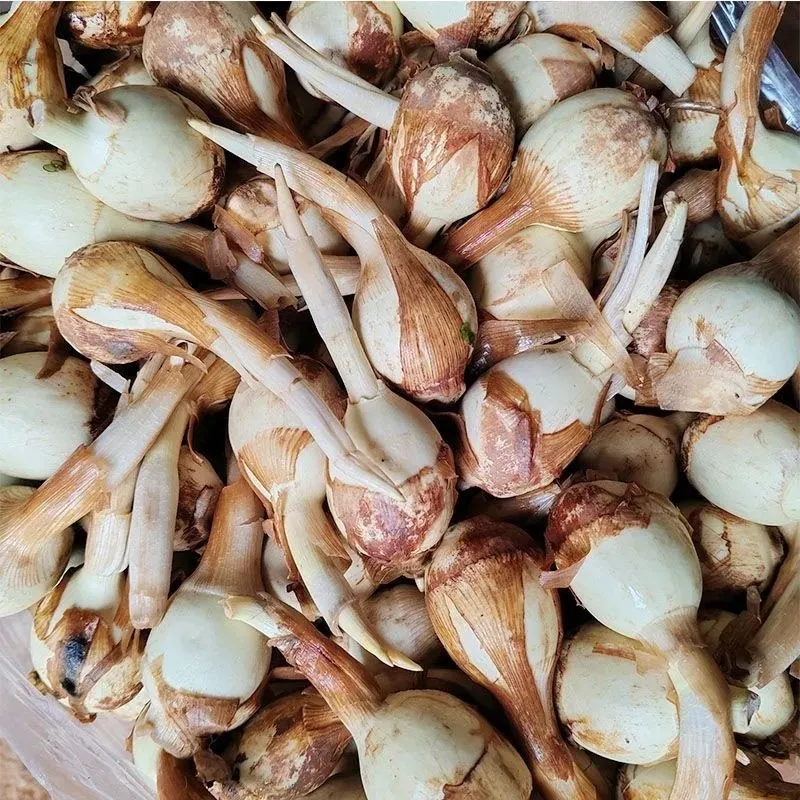 湖北特产慈姑新鲜现挖农家自种白茨菰马蹄大茨菇燕尾草芽菇 5斤