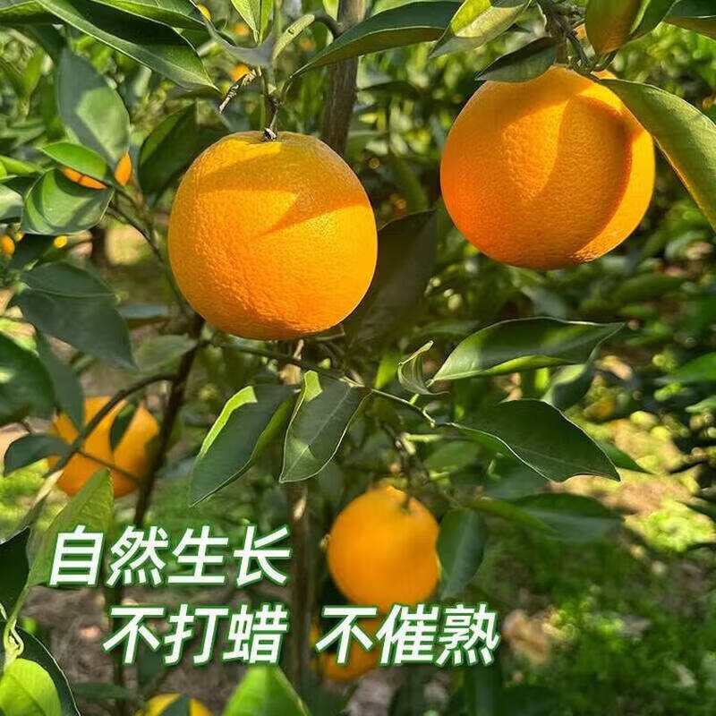 京农超现摘果冻血橙甜橙子当季新鲜孕妇水果红橙子塔罗科血橙橘桔子整箱 精品装5斤净重4.5斤【大果65-70mm】